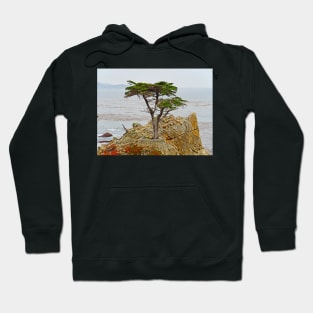 Lone Cypress Study 1 Hoodie